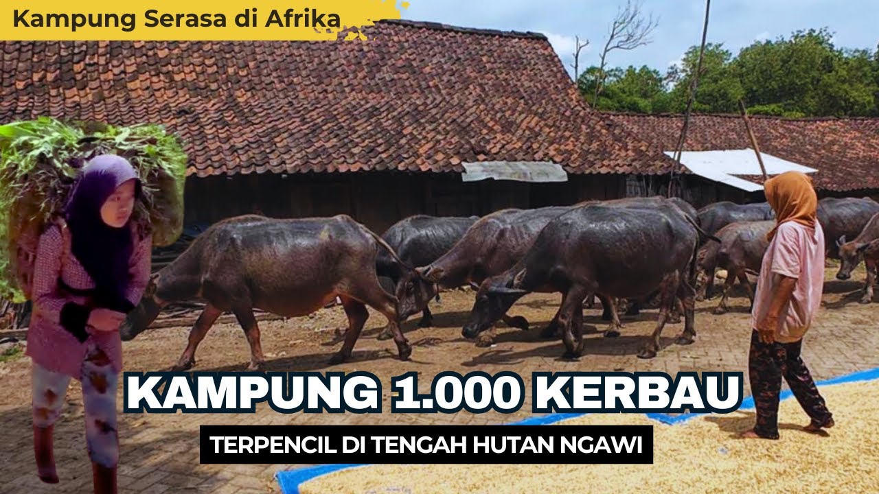 KAMPUNG UNIK DI TENGAH HUTAN NGAWI, RIBUAN EKOR KERBAU ADA DI DUSUN TERPENCIL INI