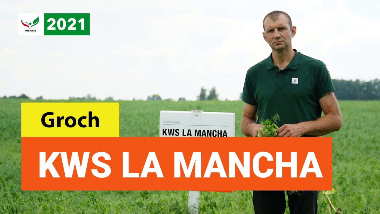 Groch LA MANCHA i ALVESTA // KWS 🌿 Poletka MIFARM 2021