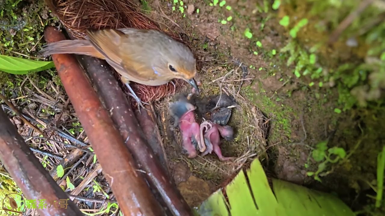 Cuckoo: So tired… Almost lost it! // Bird mom: Have a bite – keep going!杜鹃鸟：真的累啊，差点崩溃，鸟妈妈：来吃一口，加油