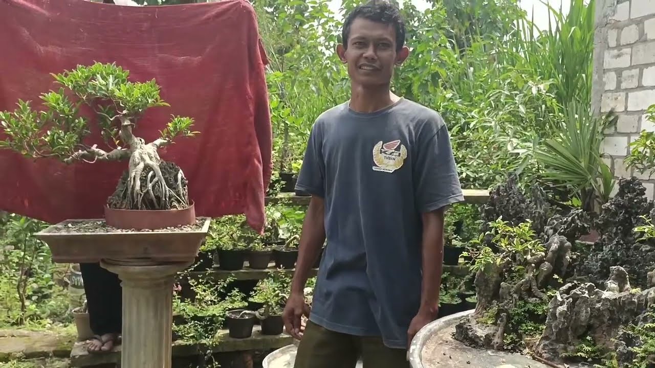 CEK HARGA BAHAN BONSAI SANCANG. ANTING PUTRI DI MAS AZIS. 0857-9141-1401 . NEGO LOS