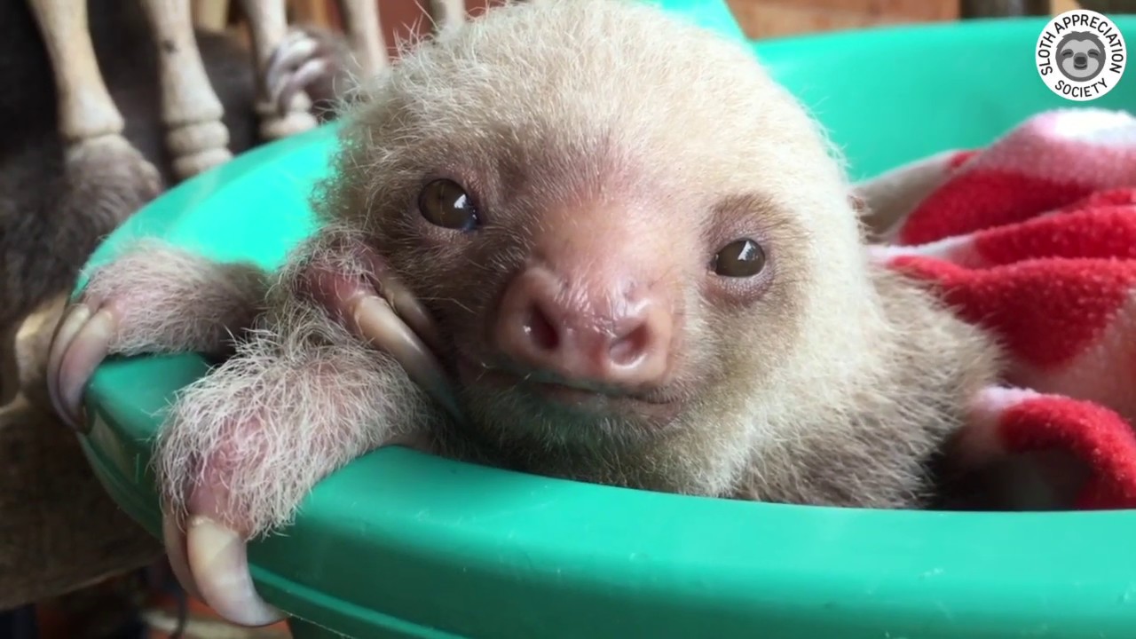 Baby sloths learn to climb!