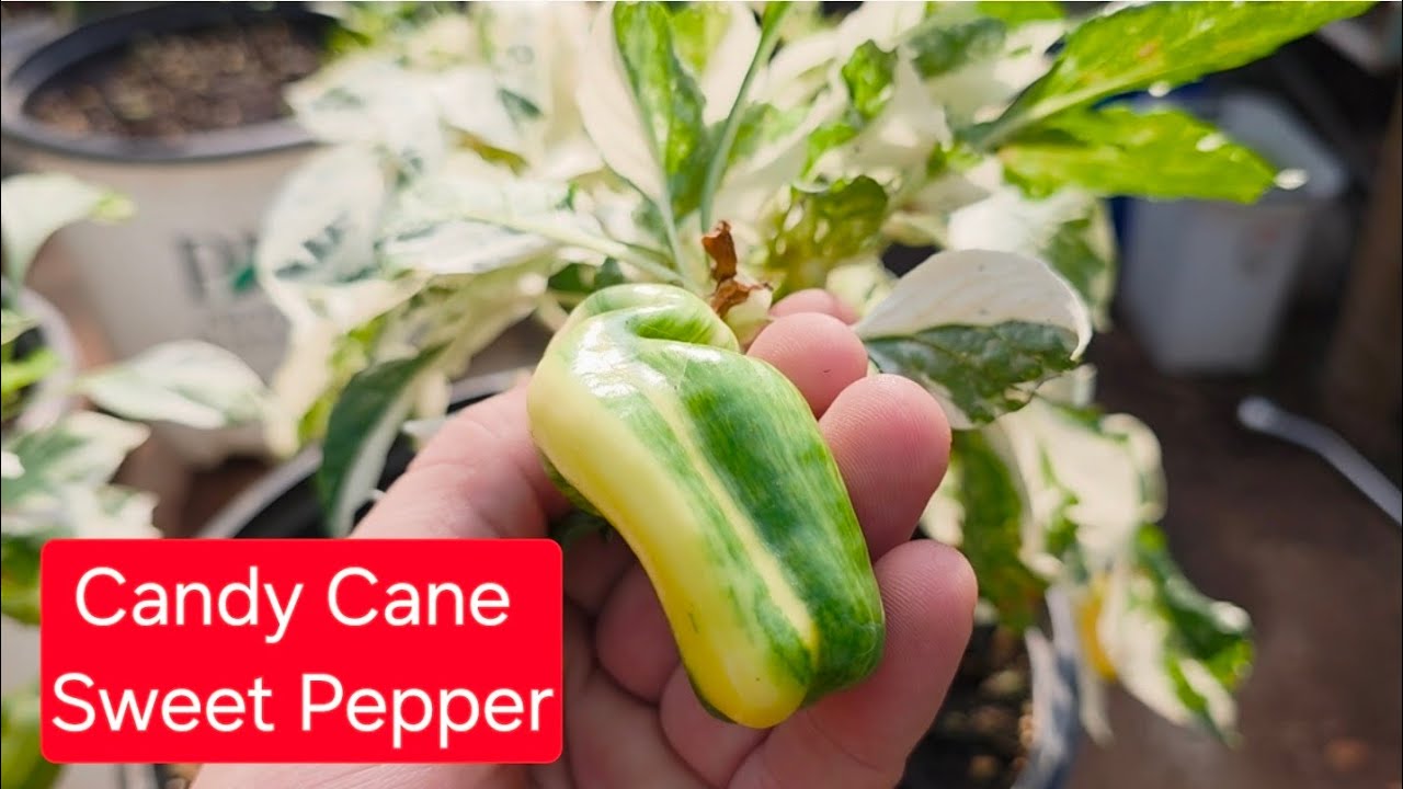 Карликовый пестрый сладкий перец Candy Cane! Красивые разноцветные листья и плоды! Декоративно-съ...