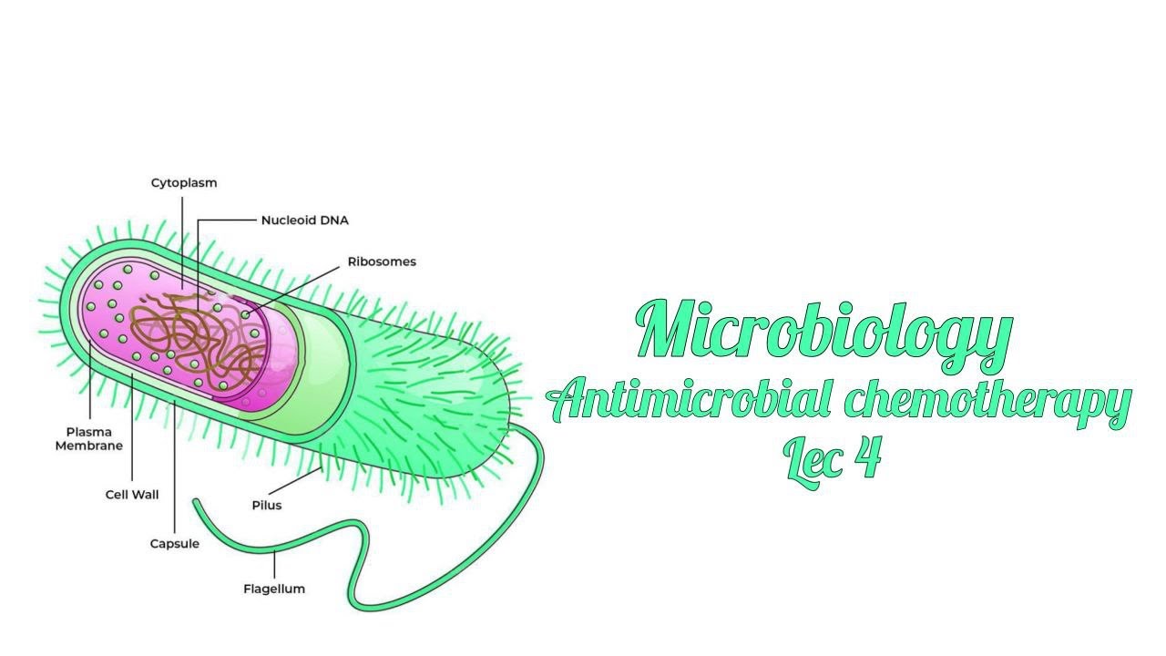 Lec 4 || Antimicrobial chemotherapy || مايكرو مرحلة ثالثة