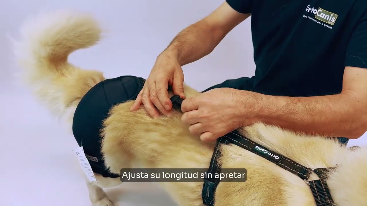 ✅ Soporte de cadera para perro Ortocanis