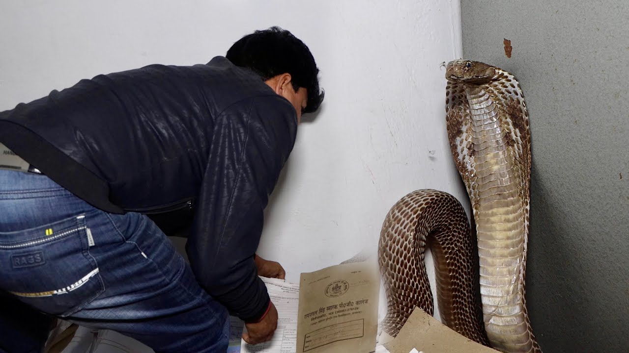 विद्यालय कार्यालय में निकला विशालकाय जहरीला नाग! बिल्कुल King Cobra की तरह hood लेके बैठा था Cobra!