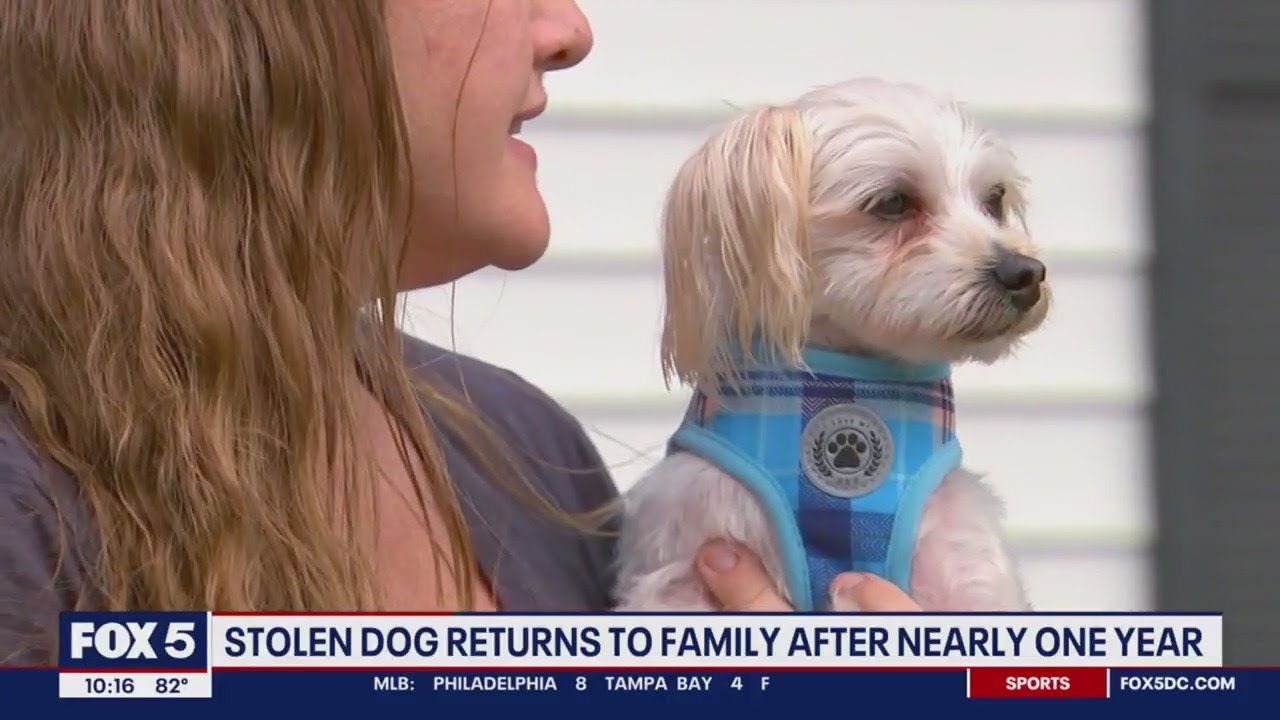 Stolen dog returned to family nearly one year later