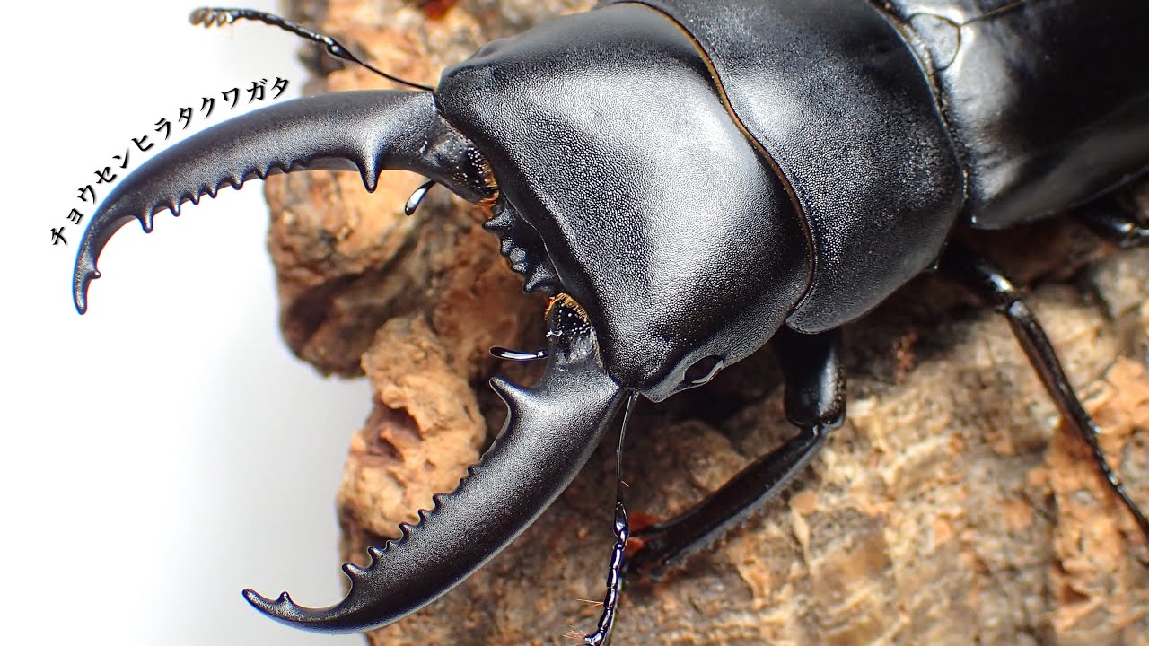 チョウセンヒラタクワガタの成虫掘り出し【クワガタ飼育】