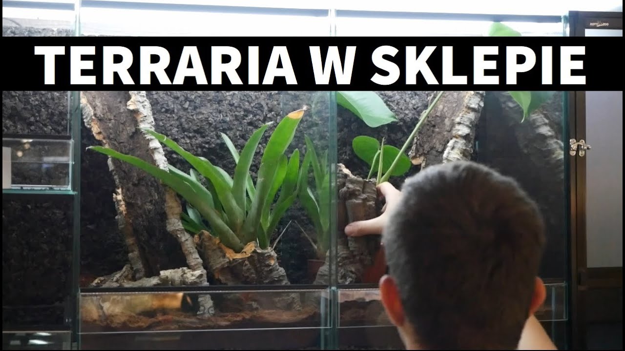 Terraria w sklepie terrarystycznym - archiwum powstawania sklepu Vaunarium