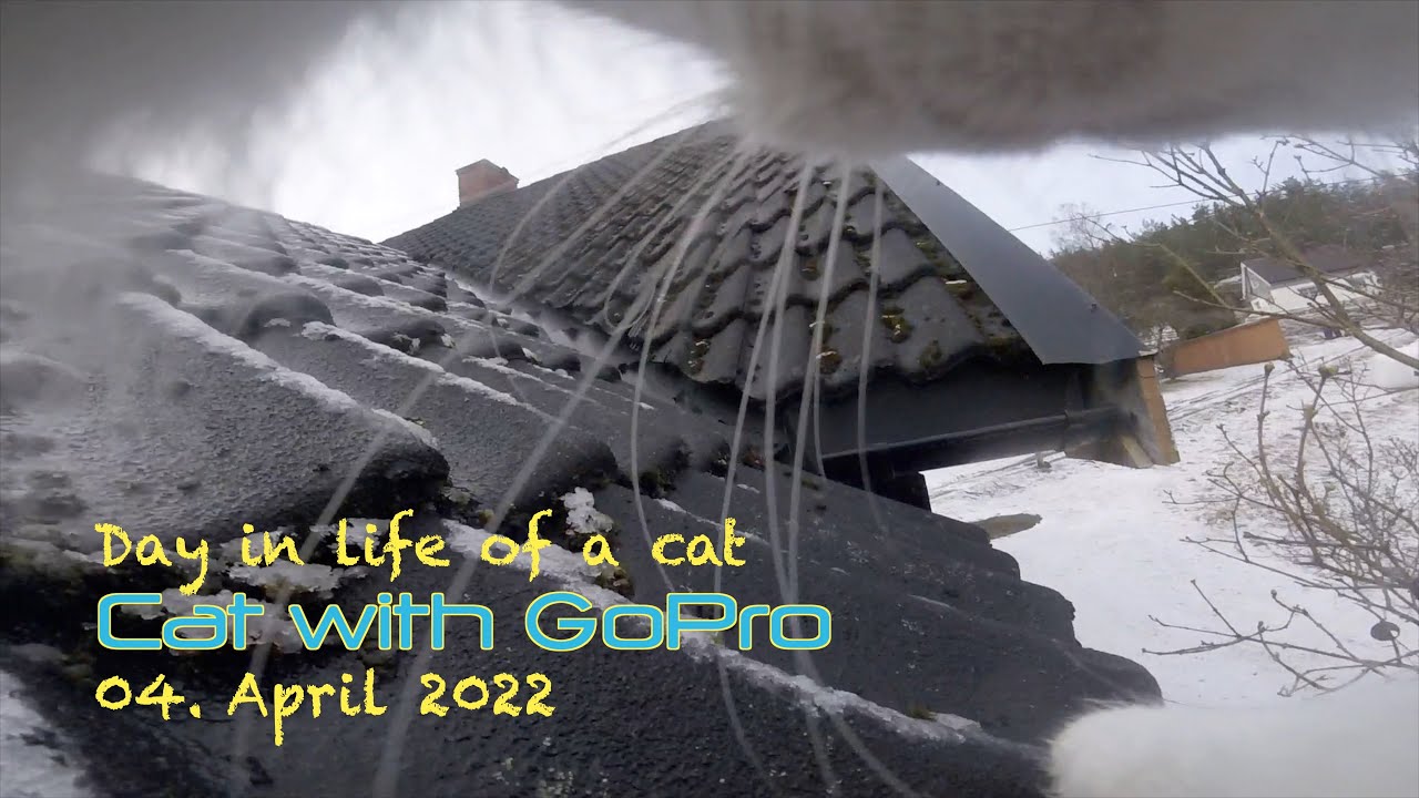 Cat with GoPro climbing a house roof and walks inside again
