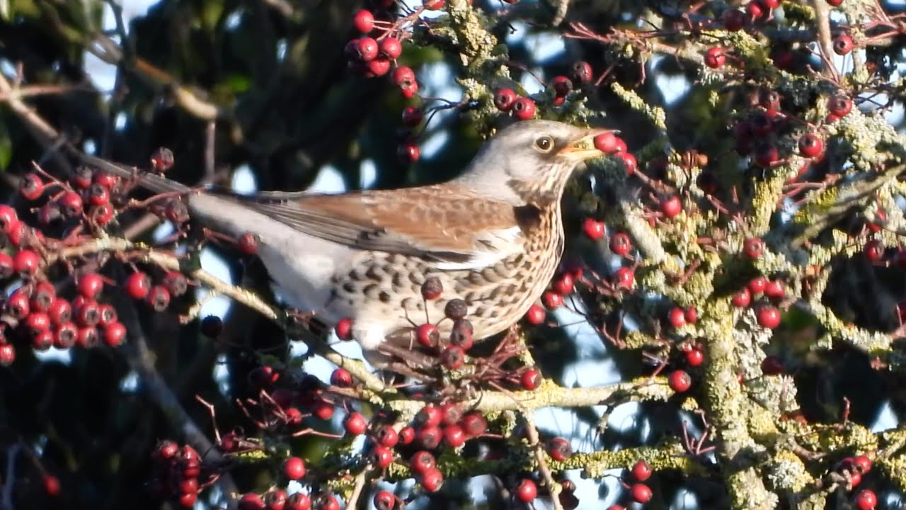 Goldcliff Birding #240 - Fieldfare and Lapwing 4K