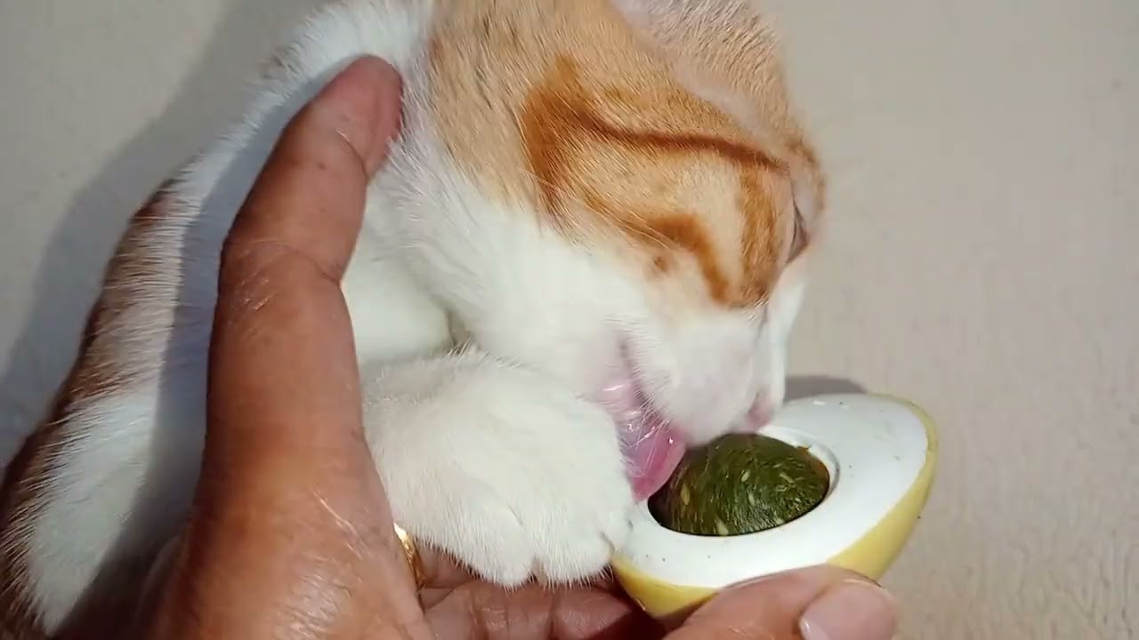 She can't stop from licking catnip 