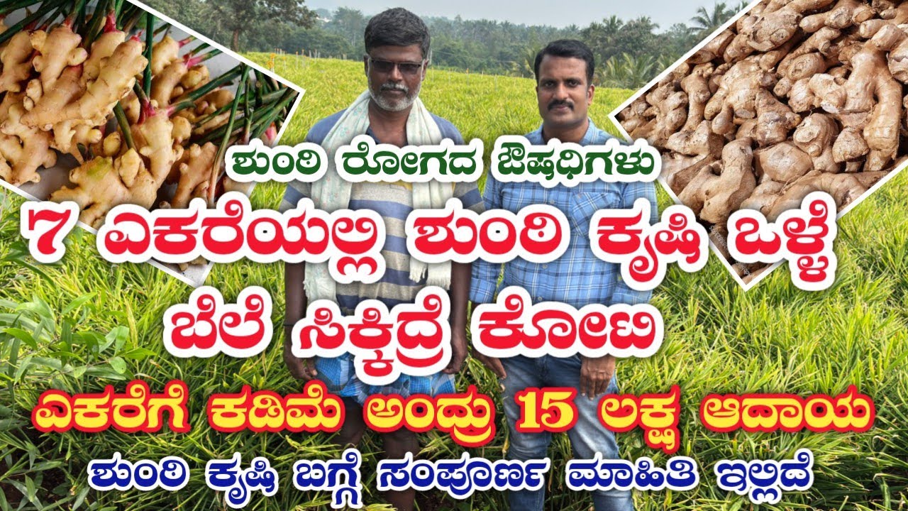 ಶುಂಠಿ ಕೃಷಿ|Ginger farming kannada|Ginger farming|Ginger cultivation|shunti besaya|shunti krushi|