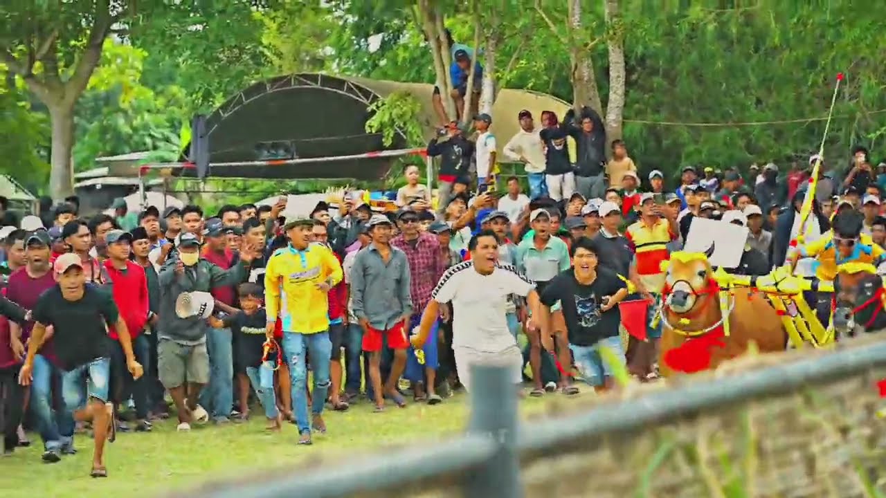 Kerapan Sapi #pamekasan #madura #kerapan #kerapansapi #videoviral 