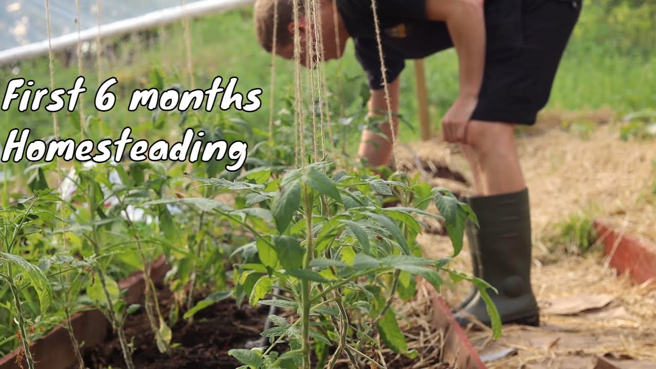 Our first 6 months on our 1,5 Acre Swedish Homestead | Scandinavian Homestead