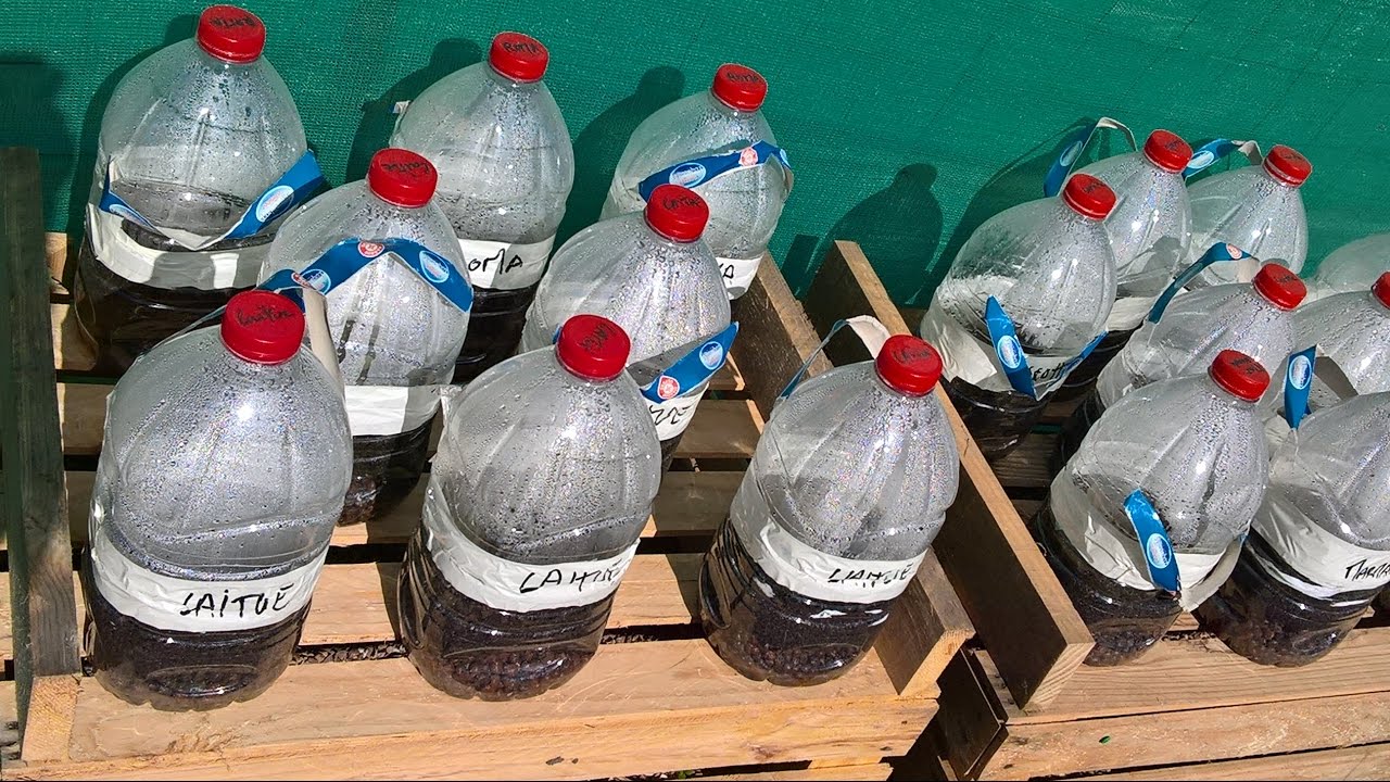 semis en bouteille: la serre du pauvre