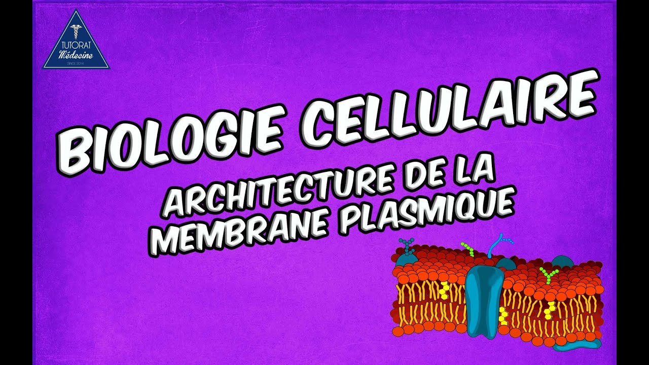 01 - Architecture de la membrane plasmique