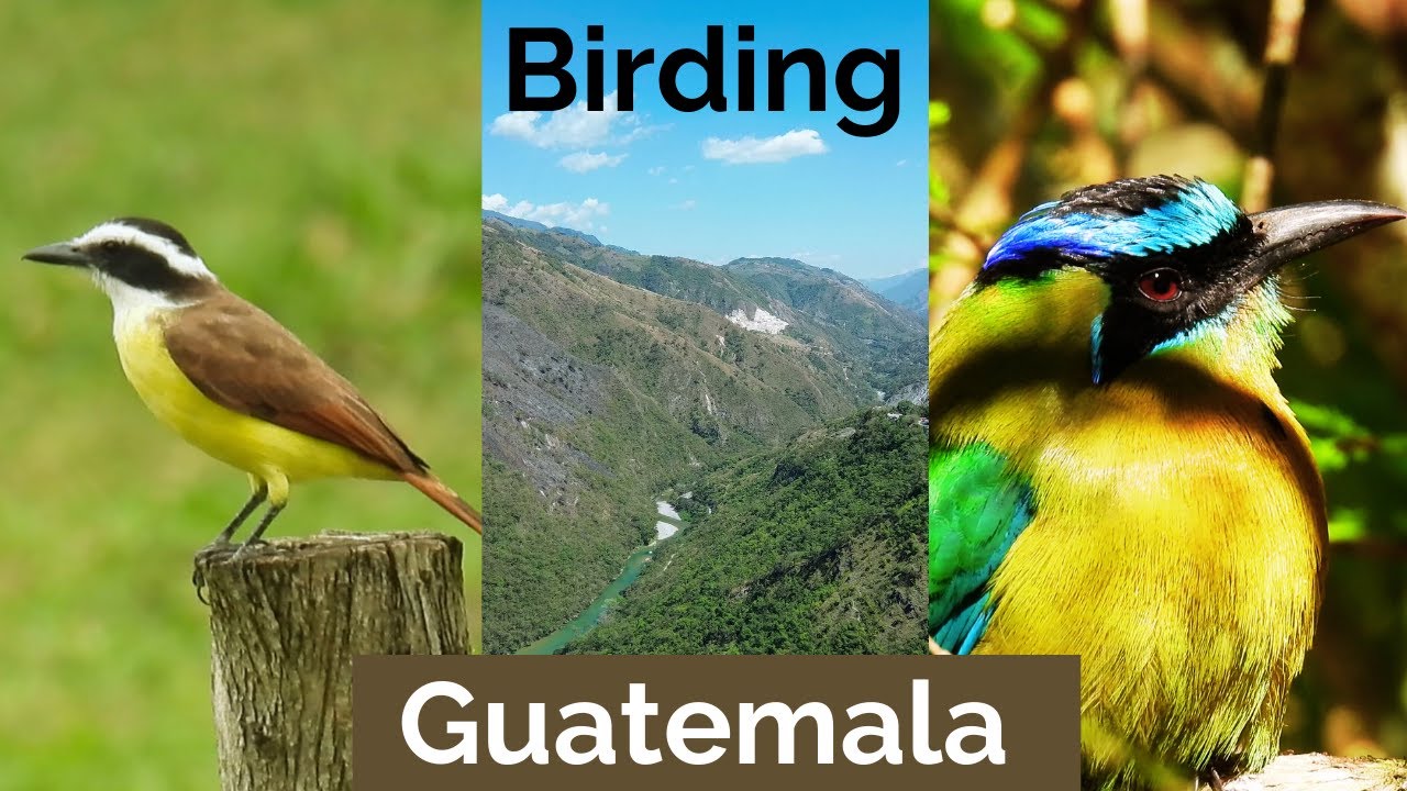 Birding Guatemala - Motmots, Warblers and an Epic Adventure!
