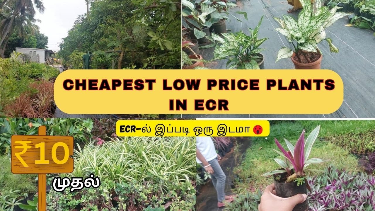 சென்னையின் மிக பெரிய Nursery garden...🎍 ECR...💢Unique plants and pots collection in Chennai..