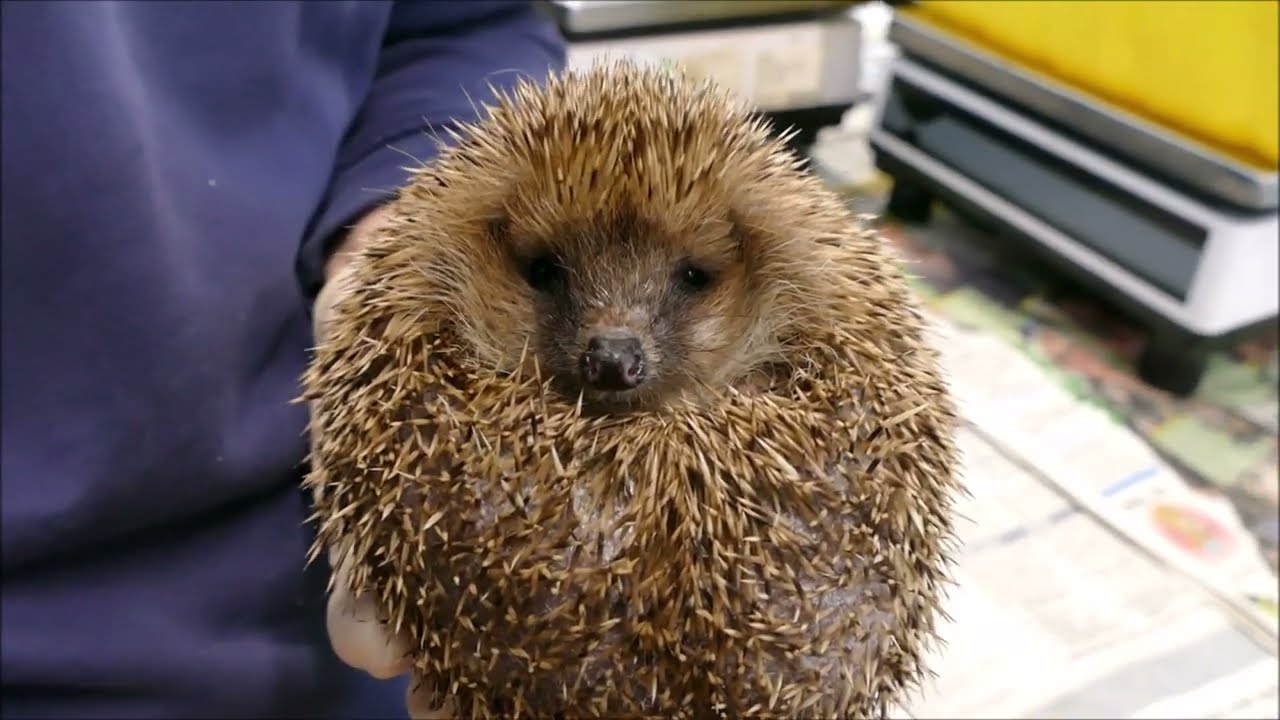 Tierheim München: Auswilderungsplätze für Igel gesucht