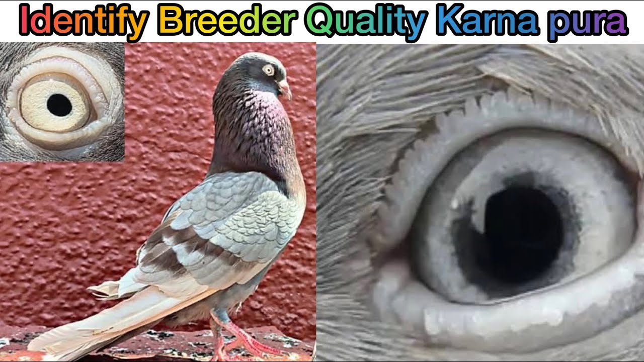 Karna Pura - No.1 Breeder Qualities Identification- Must Watch -கர்ண புறா😍