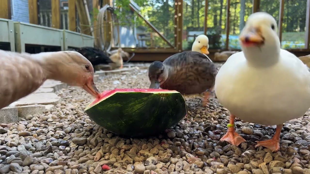 Ducks Eating Watermelon For An Hour | ASMR