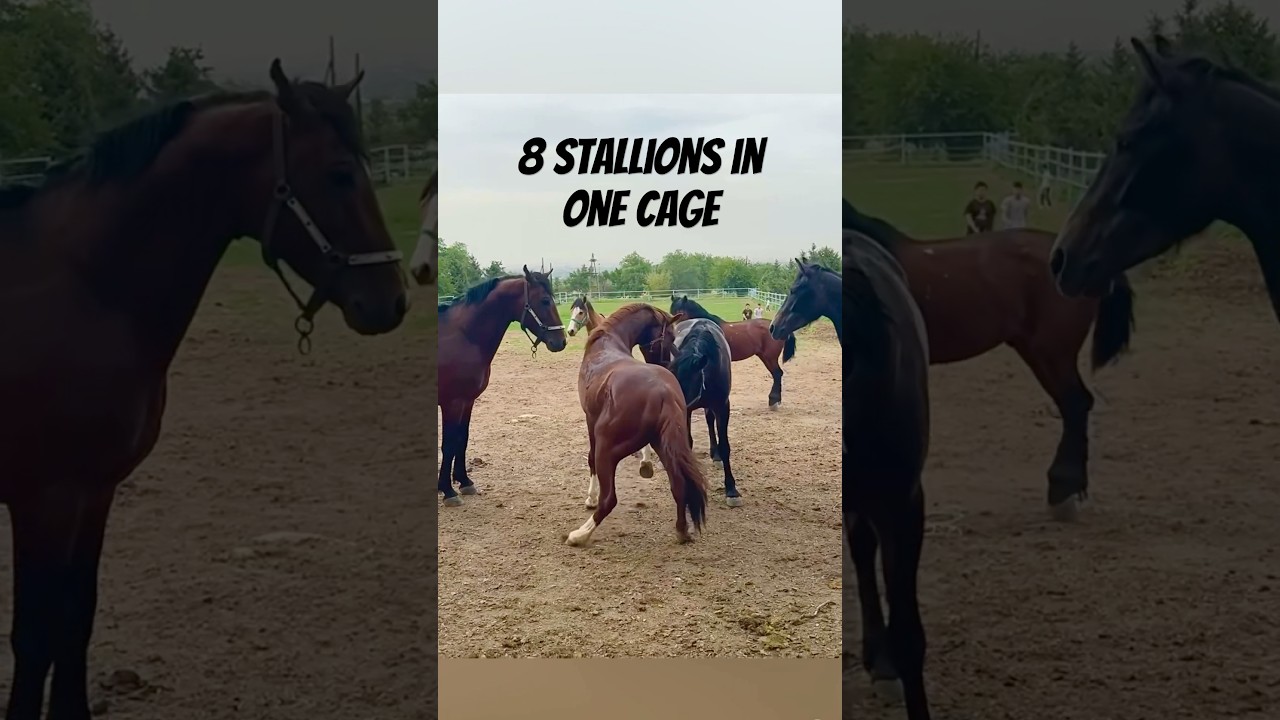 8 stallions in one cage. 