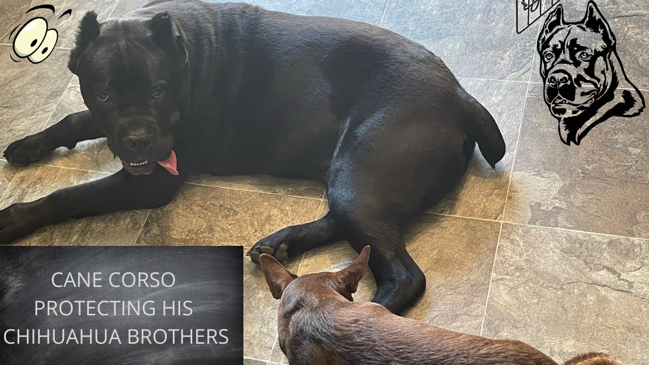 CANE CORSO PROTECTING HIS CHIHUAHUA BROTHERS