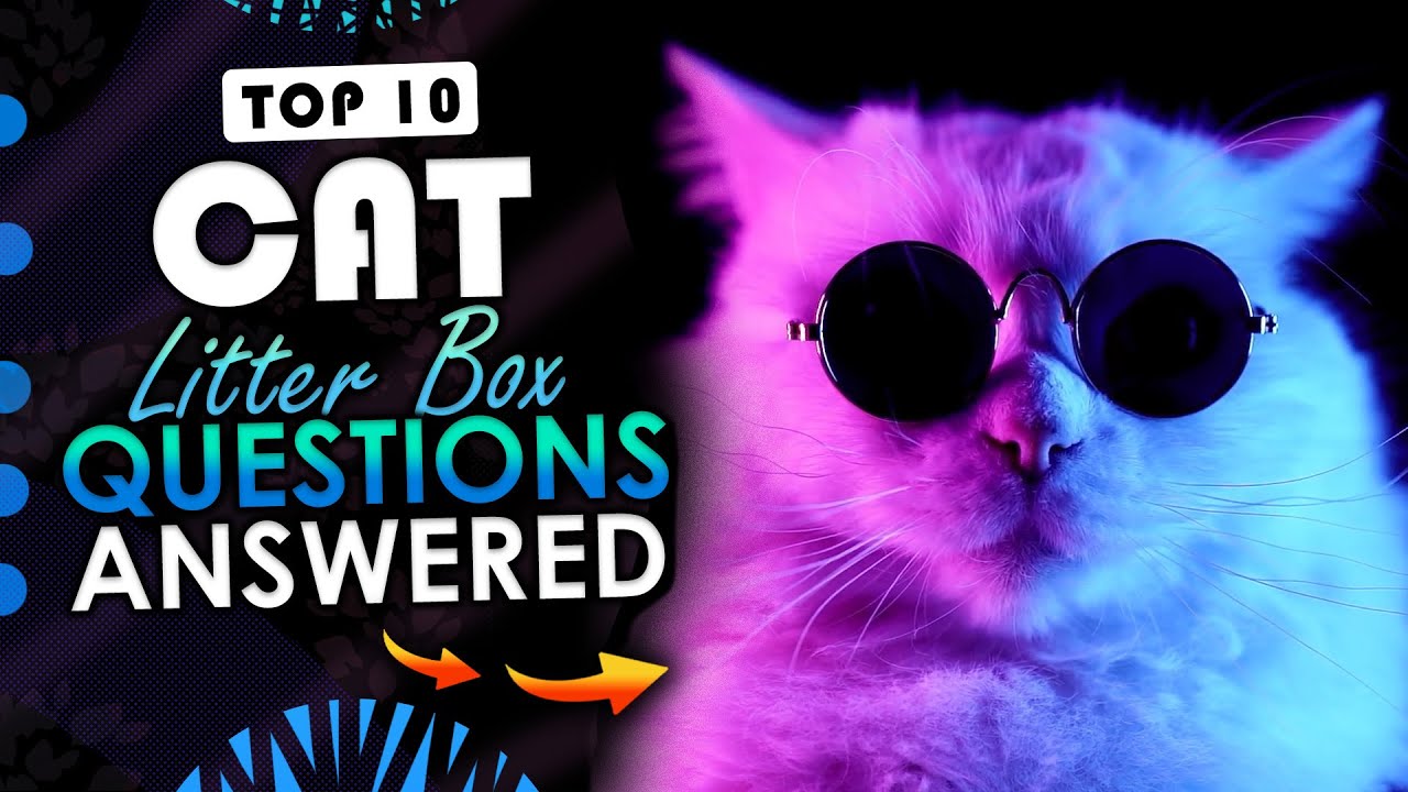 Top 10 Cat Litter Box Questions Answered