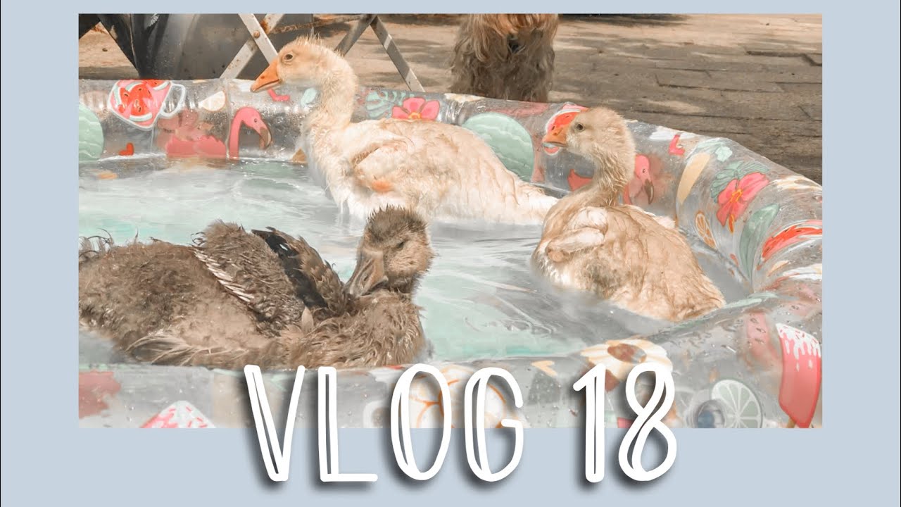 de ganzen zwemmen! - VLOG 18