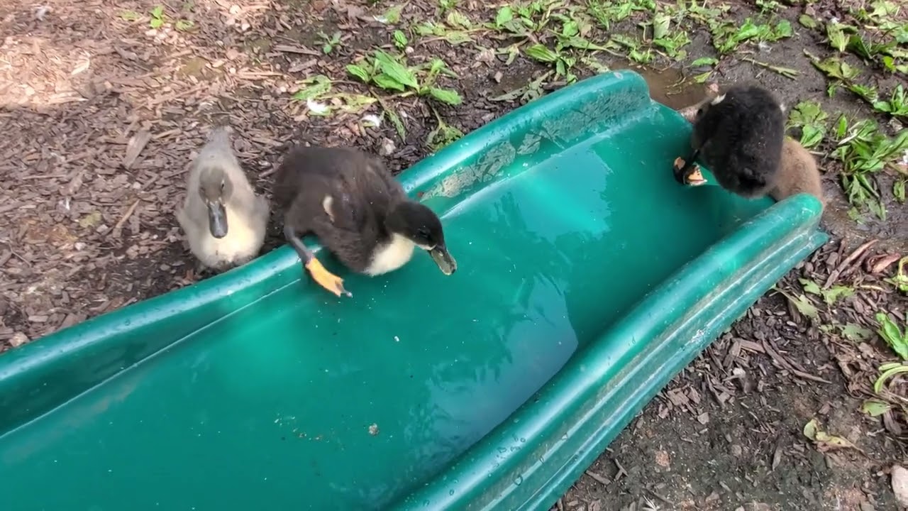 Buffzillas last duckling: First bath