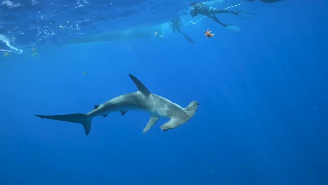 A SUPER RARE SMOOTH HAMMERHEAD SHARK PASSES NEAR US!!