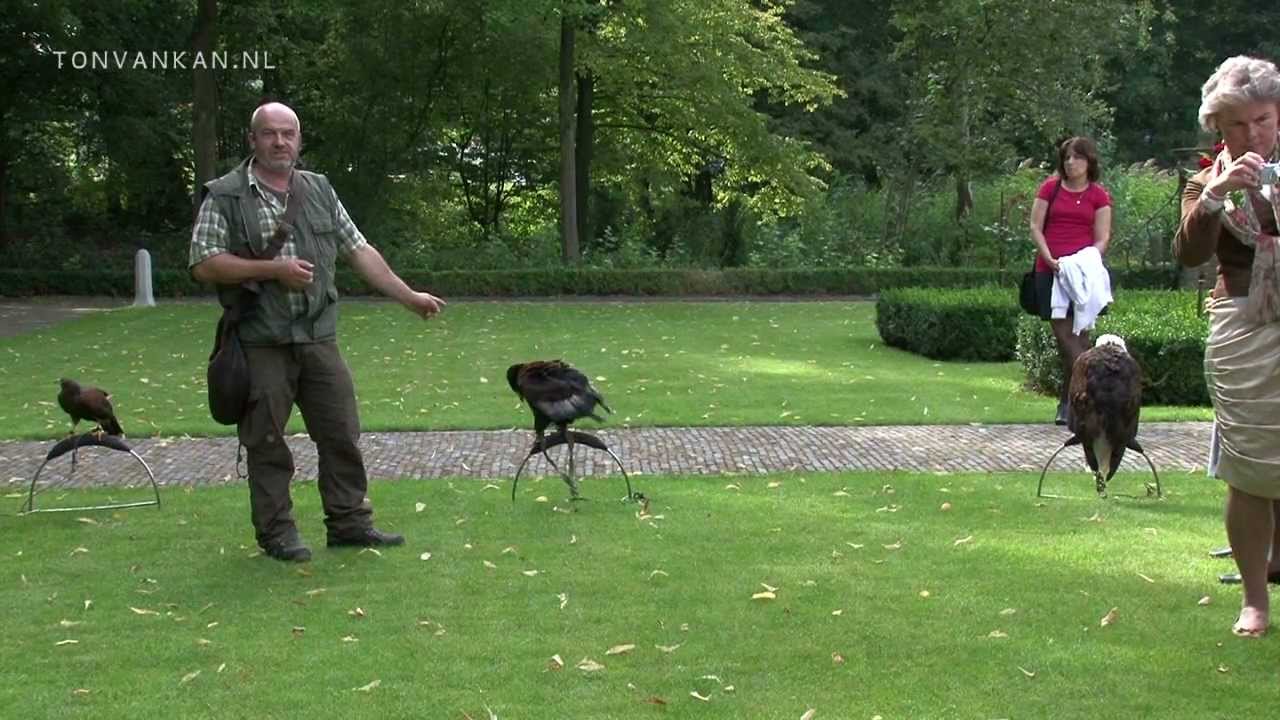 Demonstratie Valkerij Rijssen Roofvogelshow Falconry