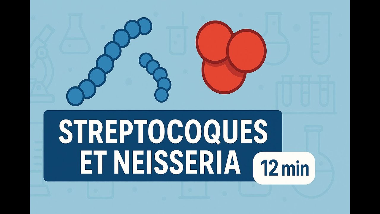Bact&eacute;riologie 2eme Ann&eacute;e medcine - Streptocoques et Neisseriae - COURS COMPLET EN 12MIN