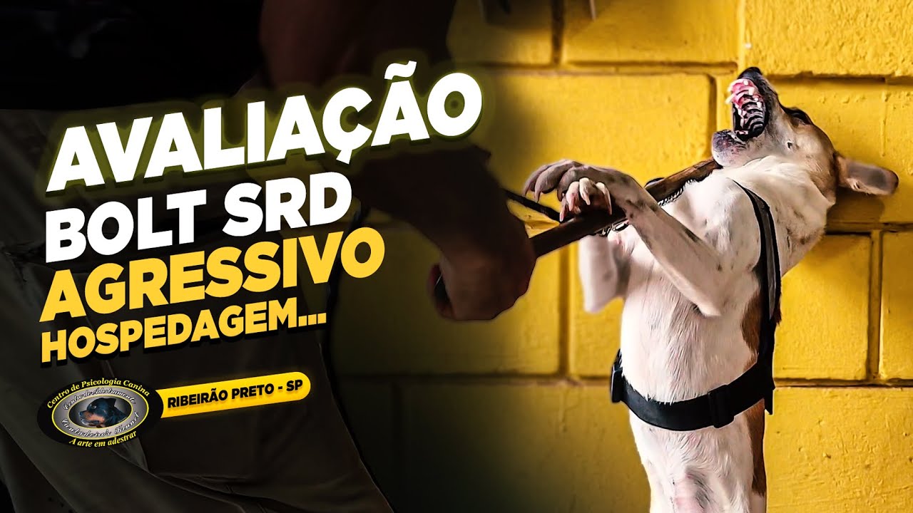 SRD — BOLT — O ERRO HUMANO QUE CRIA UM PROBLEMA INVISÍVEL