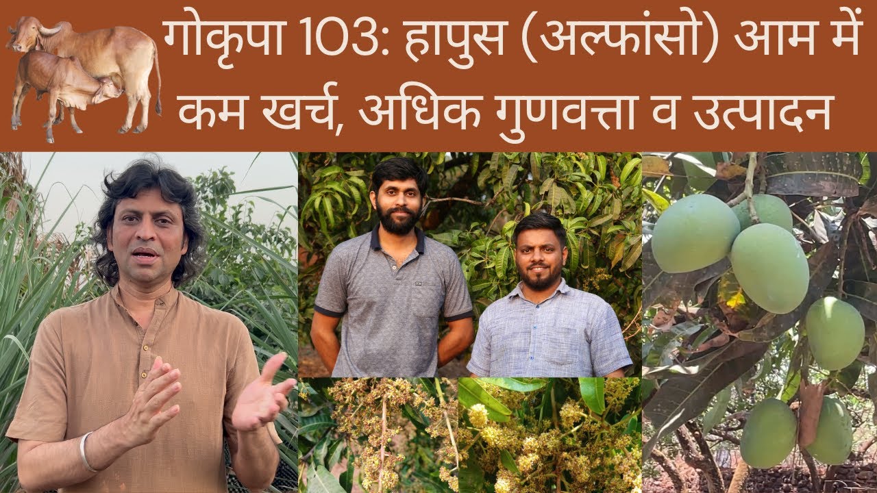 गोकृपा 103: हापुस (अल्फांसो) आम में अत्यंत सुंदर परिणाम, कम खर्च, अधिक गुणवत्ता व उत्पादन