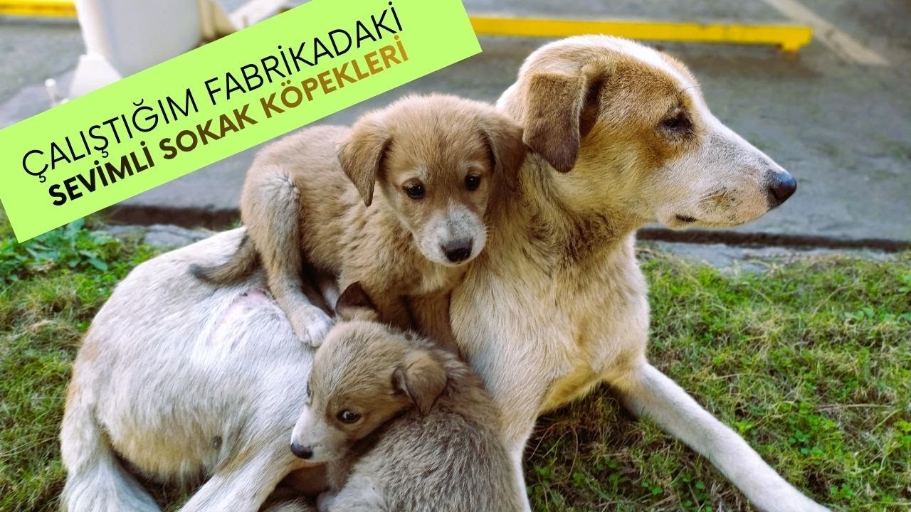 Милые уличные собаки на фабрике, где я работаю