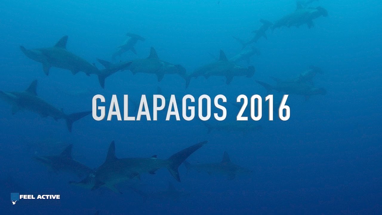 Nurkowanie Galapagos 2016