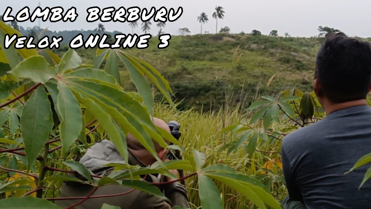 Berburu velox 3