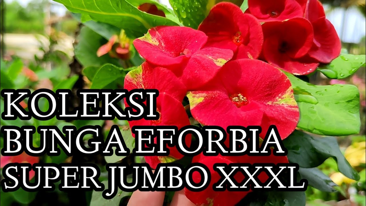 KOLEKSI EFORBIA BUNGA JUMBO