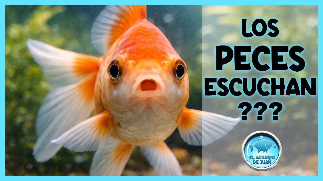 ¿Los Peces pueden ESCUCHAR? Así funciona su oído