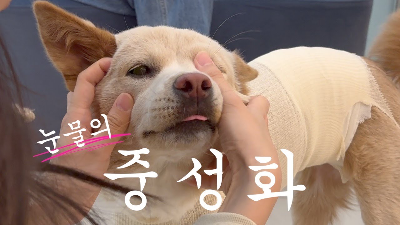 유기견 입양 그 후 드디어 중성화....ㅣ똥강아지두유