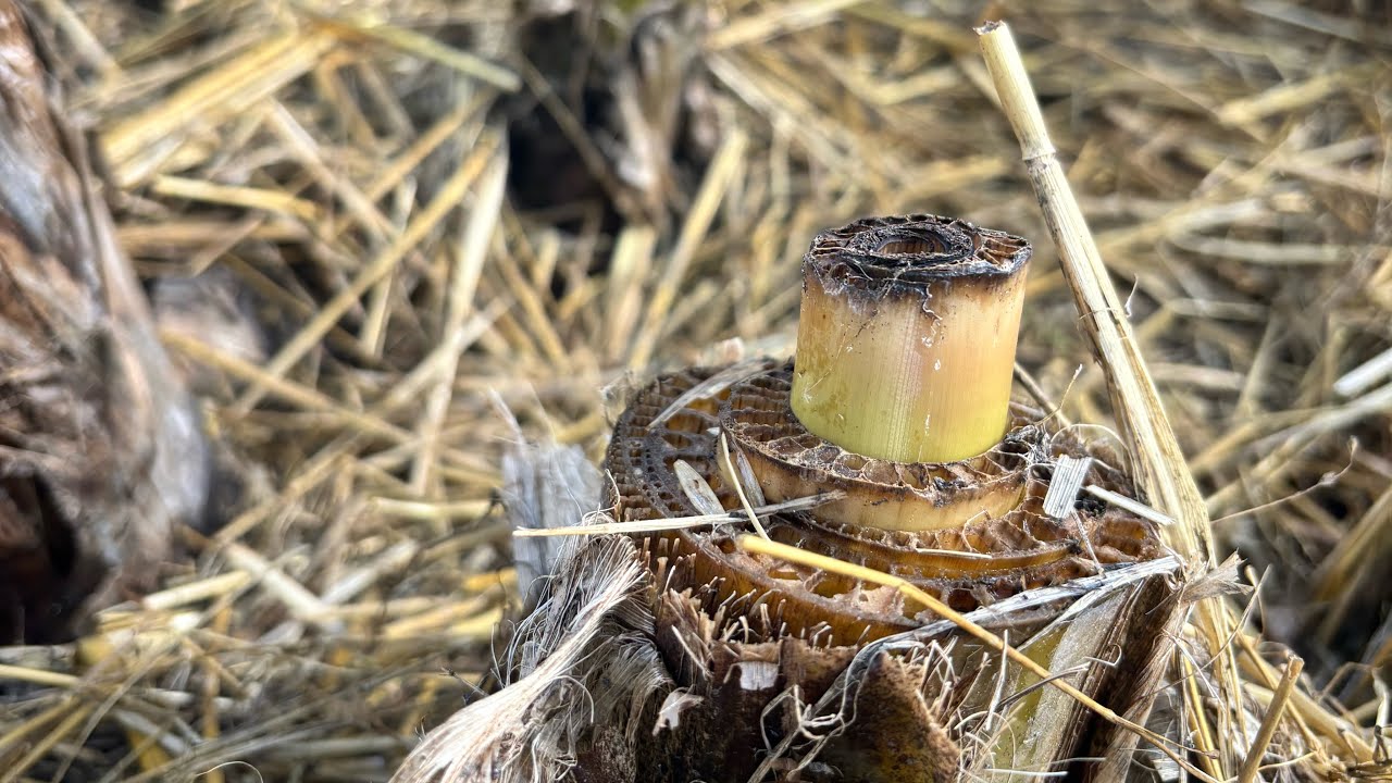 Sadzenie bananów - kiedy wkopywać banany do gruntu, odkrywać, palmy itd.