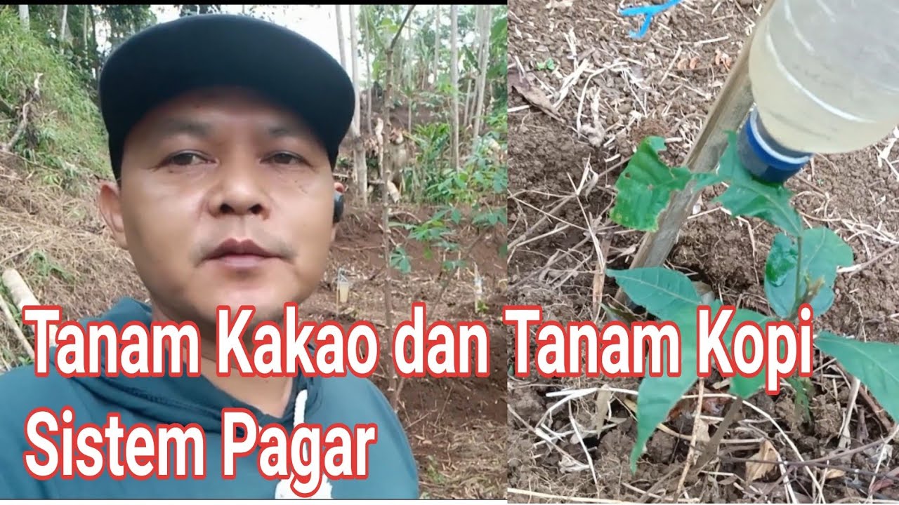 Cara Tanam Kakao | Cara Tanam Kopi | Cara pengarian dengan Botol Bekas | Tanah Wakaf yang Produktif