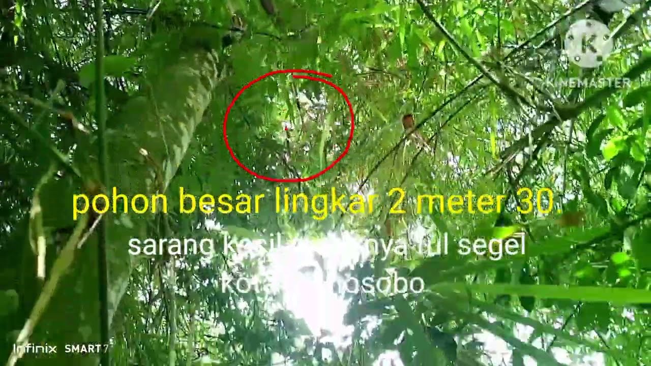 Berkah puasa .di pohon besar ubet 2 .30 m .madunya ful segel