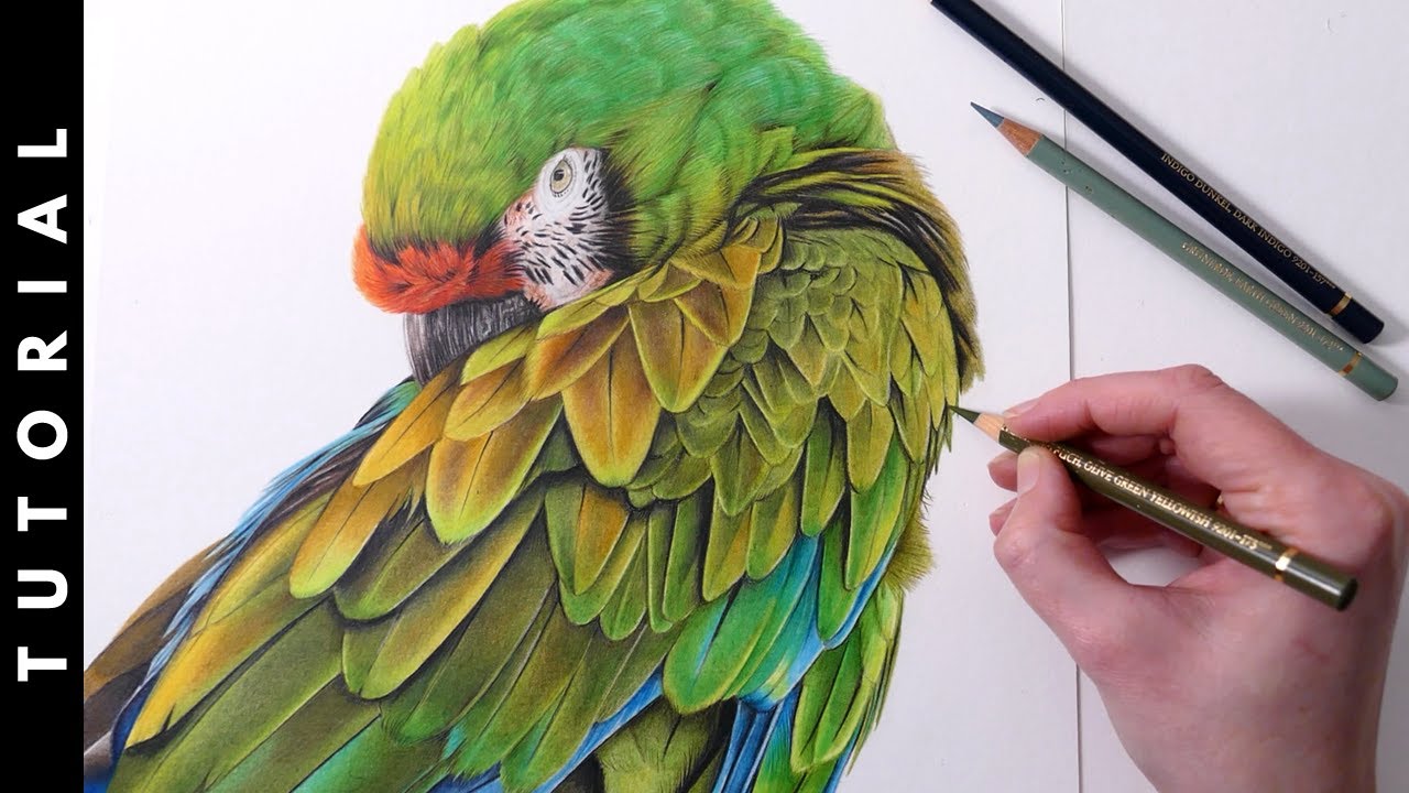 TUTORIAL | How To Draw A Macaw In Colored Pencil | Parrot Drawing