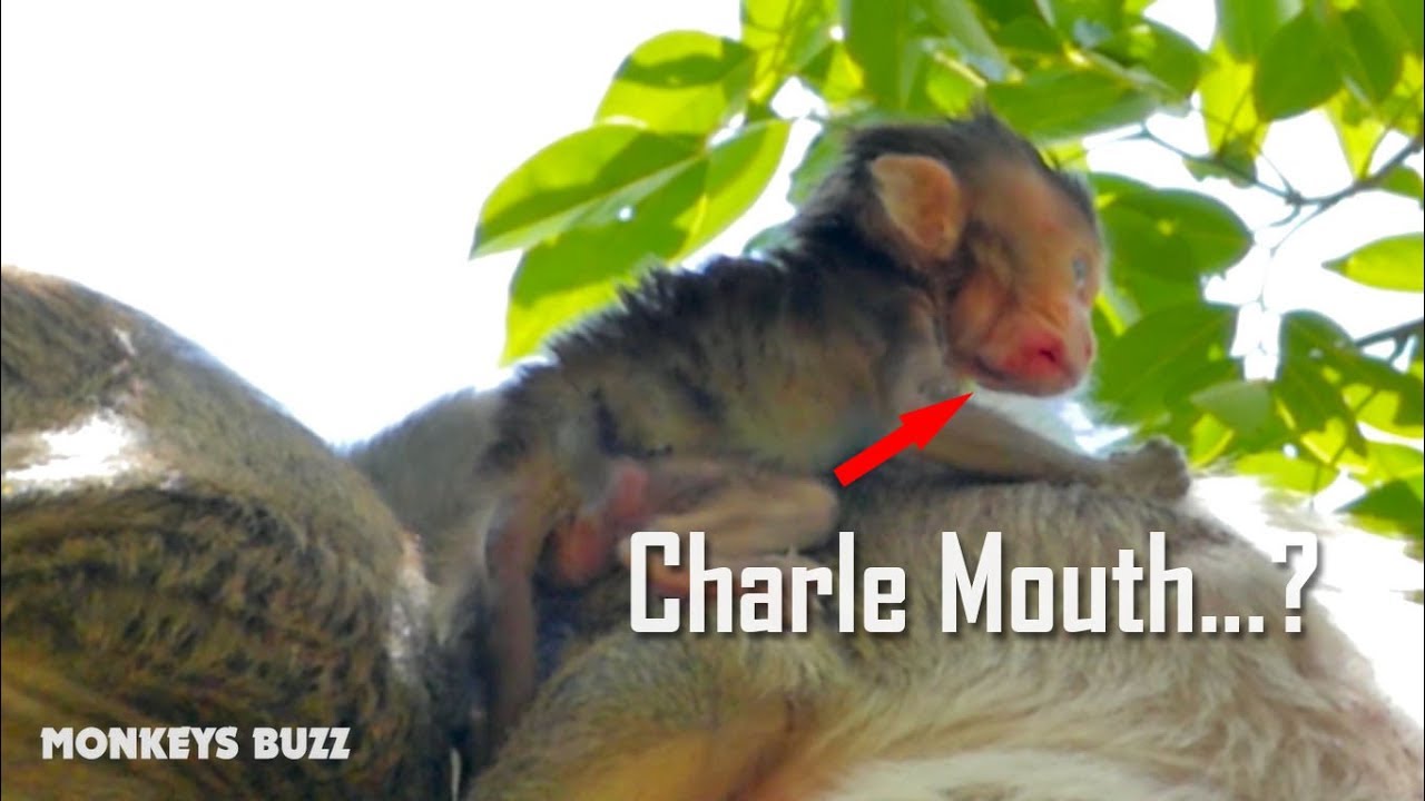 Trillion Pity Charlee Hurt Mouth And Lack Of Food Before Found Dead This Morning  - Monkey Buzz 578