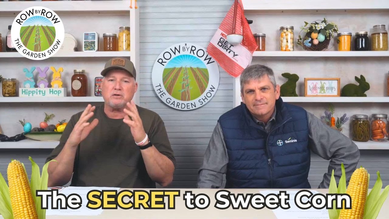 EVERYTHING YOU NEED TO KNOW ABOUT GROWING SWEET CORN!