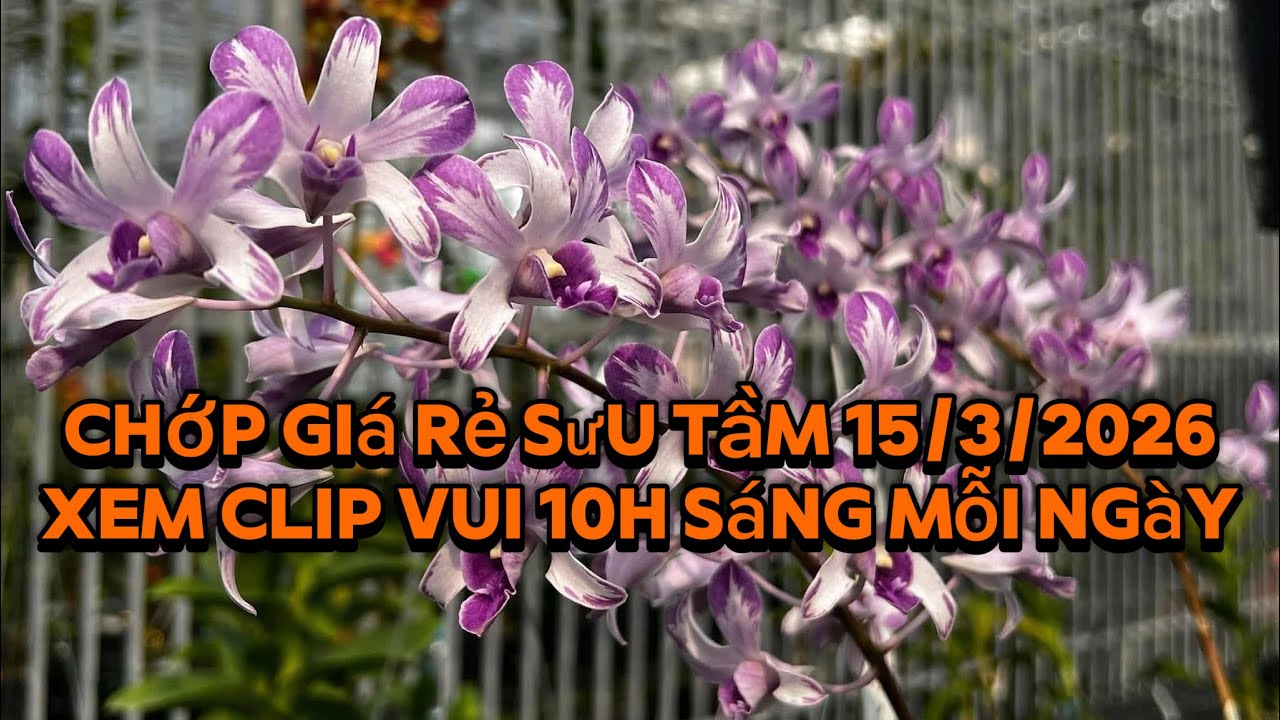Dendro chớp sưu tầm bình dân 15/3/2026 Lh:0965385949(zalo) Thắng Long Xuyên An Giang.
