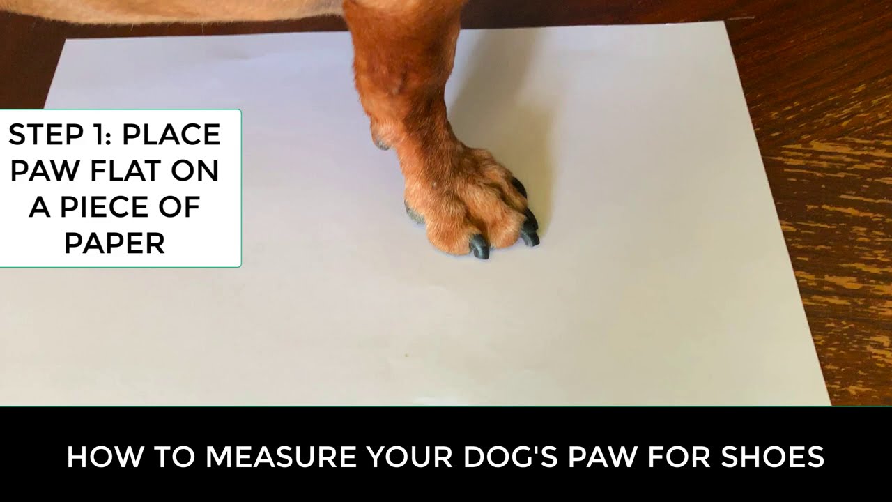 How to measure your dogs paw for dog shoes