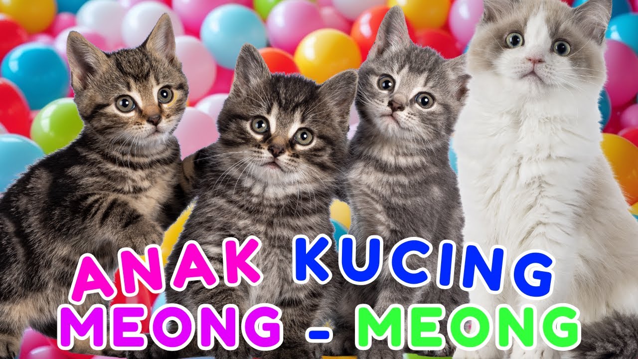 ANAK KUCING MEONG MEONG‼️TINGKAH LUCU KUCING IMUT‼️KUCING MEONG  #kucinglucu #catlovers #kitten